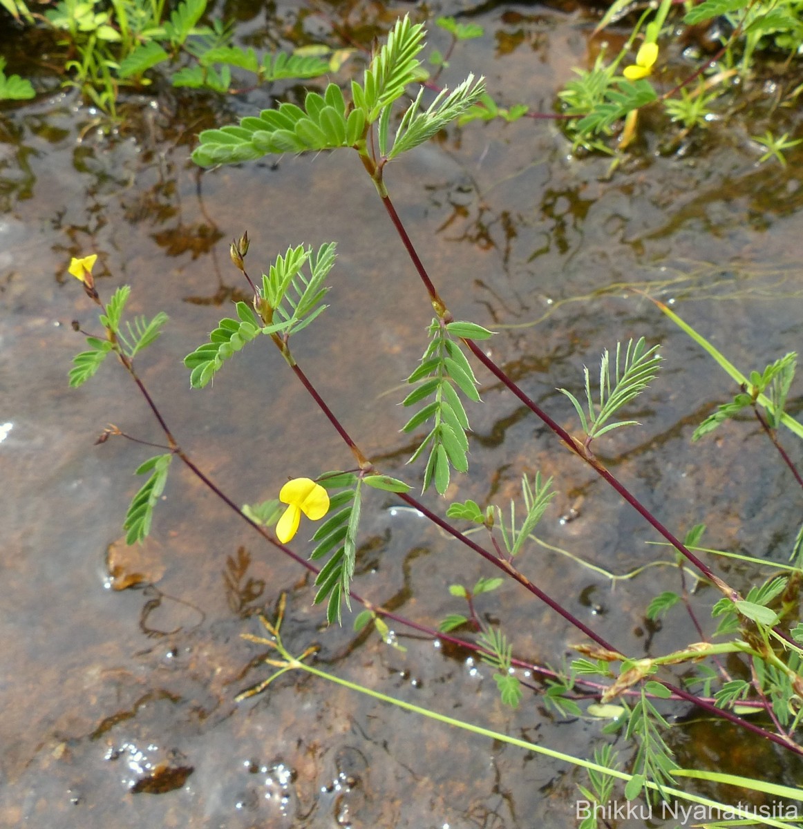 Smithia sensitiva Aiton